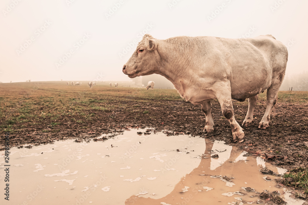 White cow on grazing in the morning autumn fog. Cows graze on an autumn meadow. Cattle breeding in the Czech Republic. Latin name bos primigenius taurus. Cows reared for slaughter. White cow on grazing in the morning autumn fog. Cows graze on an autumn meadow. Cattle breeding in the Czech Republic. Latin name bos primigenius taurus. Cows reared for slaughter.