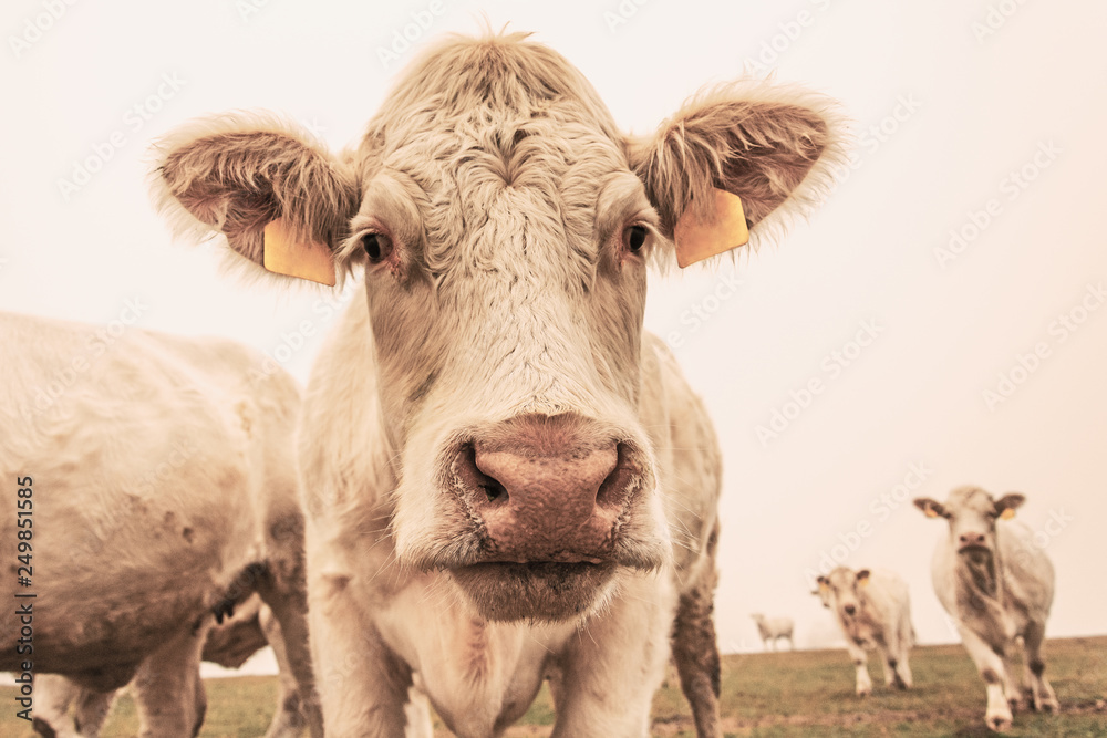 White cow on grazing in the morning autumn fog. Cows graze on an autumn meadow. Cattle breeding in the Czech Republic. Latin name bos primigenius taurus. Cows reared for slaughter. White cow on grazing in the morning autumn fog. Cows graze on an autumn meadow. Cattle breeding in the Czech Republic. Latin name bos primigenius taurus. Cows reared for slaughter.