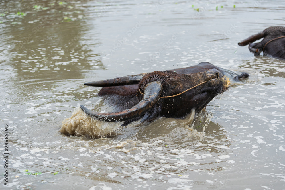 Fototapeta premium water buffalo playing water splashing in pond