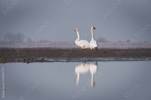 Fototapeta Naklejka Na Ścianę i Meble -  Large white swans play and swim in the lake