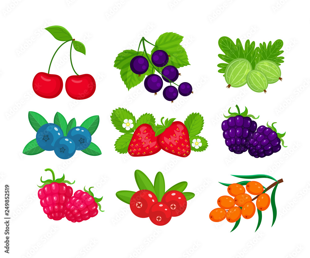 Set of garden berries vector illustration isolated on white background. Set of garden berries vector illustration isolated on white background.
