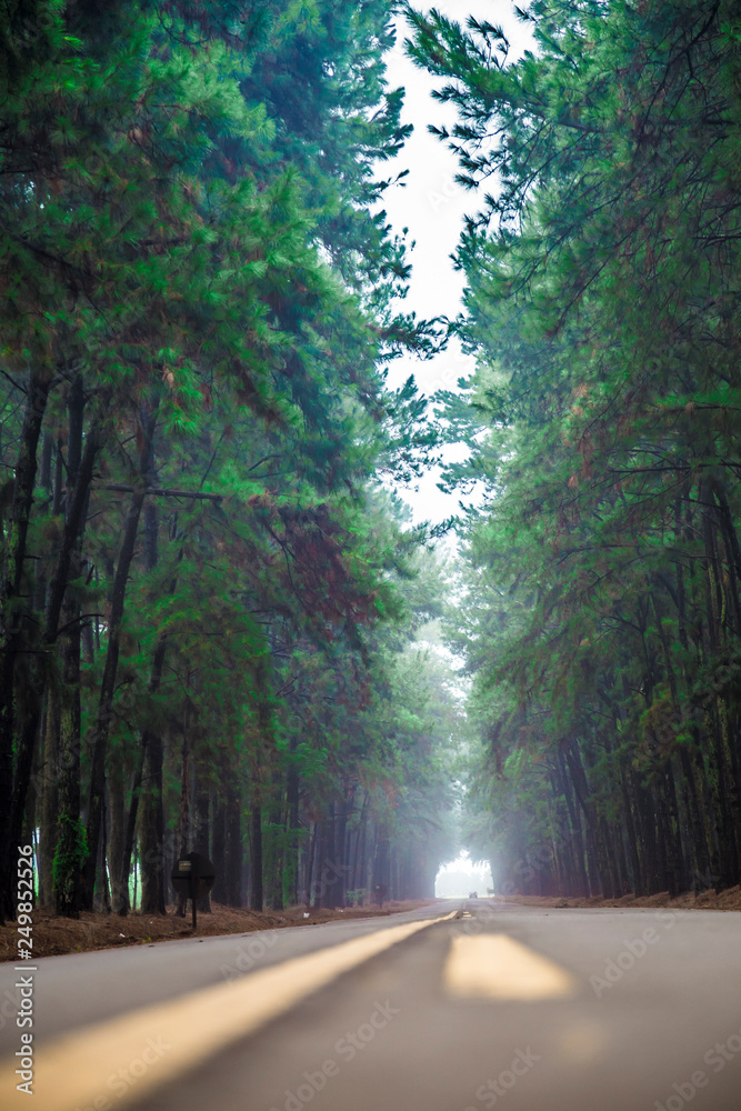 Obraz premium pine tree mist road beautiful scene