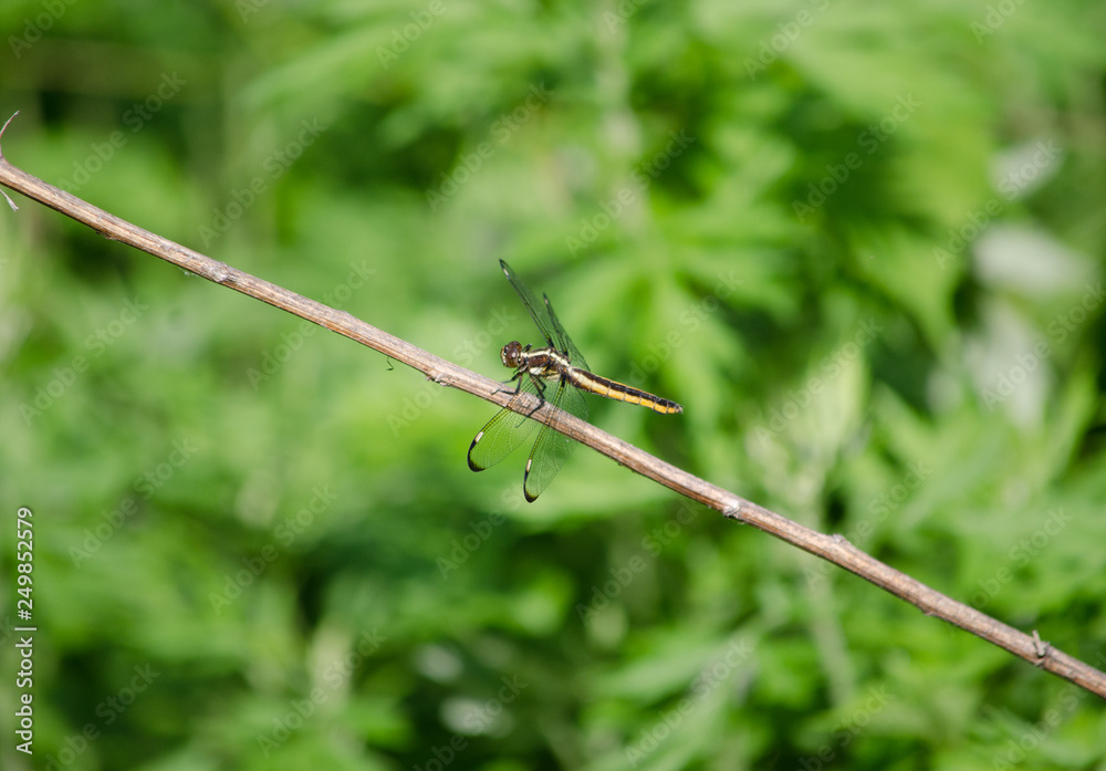 Widow Skimmer on a Twig Widow Skimmer on a Twig