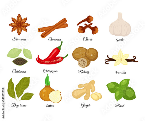 Set of different spices. Star anise, cinnamon, cloves, cardamon, basil, nutmeg, chili pepper, ginger, bay leaves, onion, vanilla, garlic