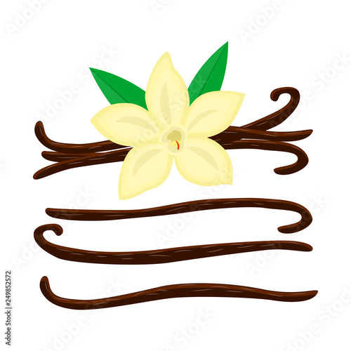 Set of cartoon vanila flower with different vanilla stics vector illustration