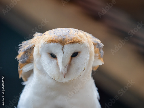 Barn Owl. Tyto alba. Close up of Face and Head.