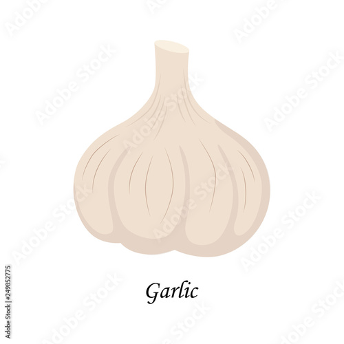 Fresh whole garlic vector illustration isolated on white background.