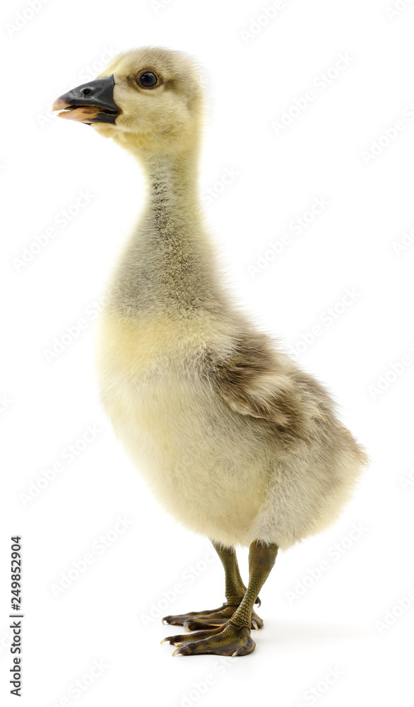 Little gosling isolated. Little gosling isolated.