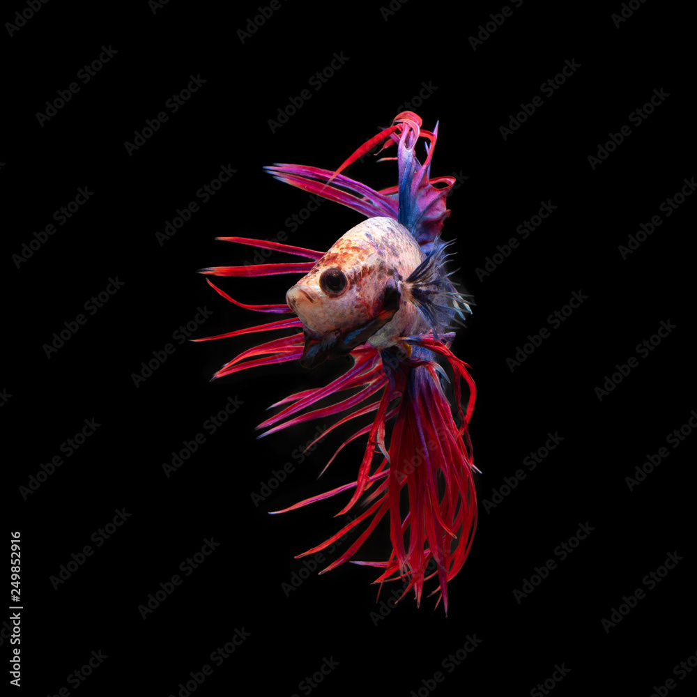 Multi color Siamese betta fighting fish (crown tail) isolated on black background.