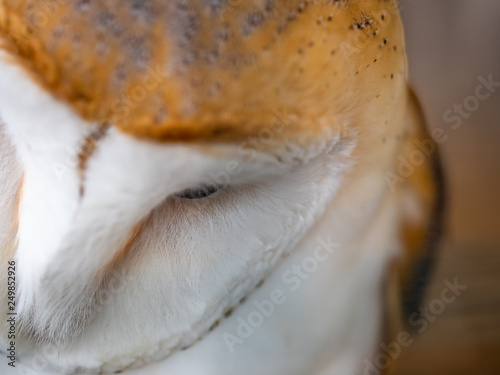 Barn Owl. Tyto alba. Close up of Face and Head. © Stephan Morris 