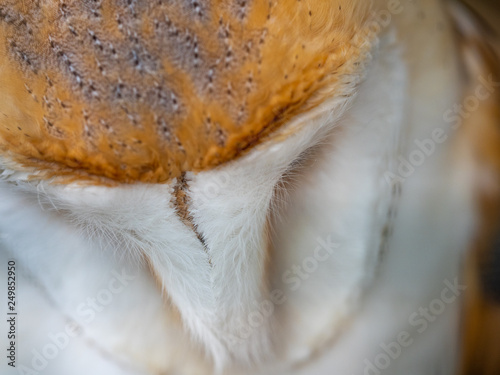 Fototapeta Naklejka Na Ścianę i Meble -  Barn Owl. Tyto alba. Close up of Face and Head.