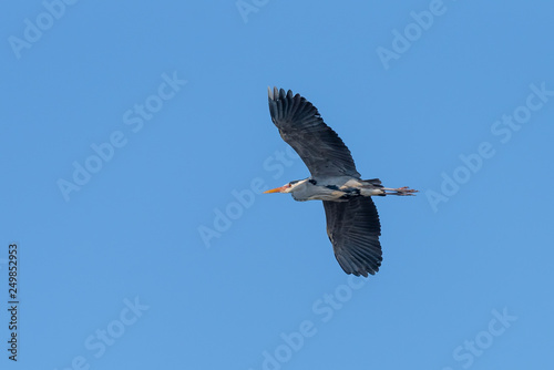 A big gray heron is flying in the sky