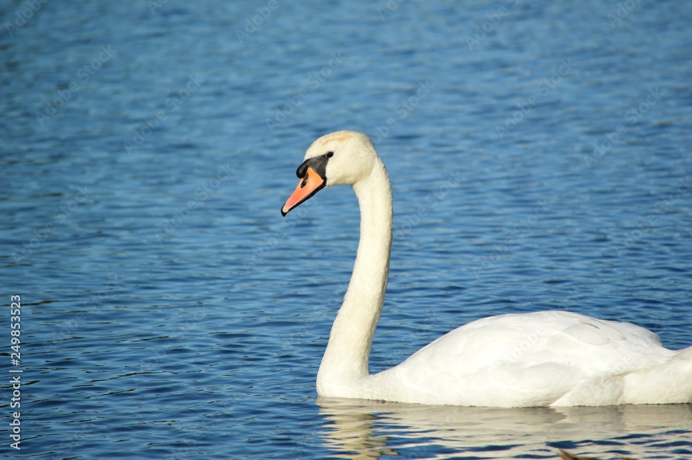 Close-up of swan swimming on a lake. Close-up of swan swimming on a lake.