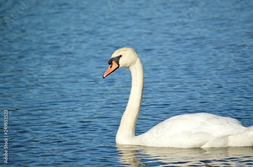Fototapeta Naklejka Na Ścianę i Meble -  Close-up of swan swimming on a lake.