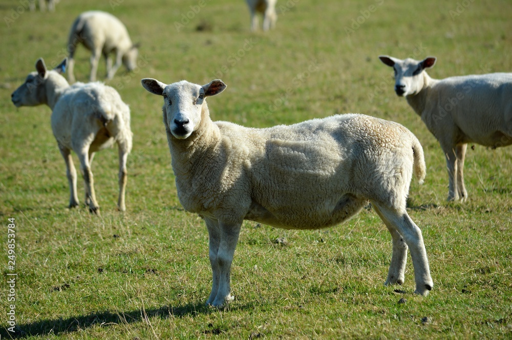 Sheep in a field looking straight ahead. Sheep in a field looking straight ahead.