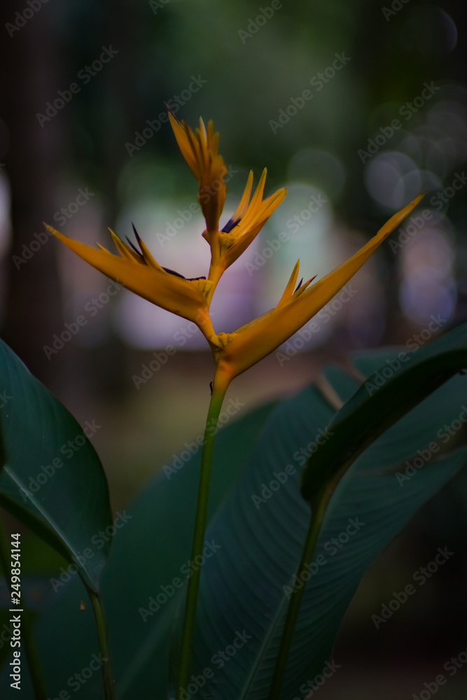 Obraz premium heloconia flower - Image 