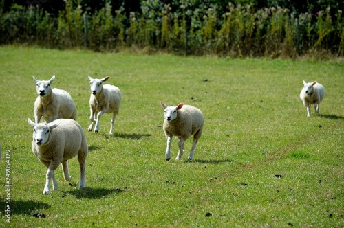 Sheep running across the field.
