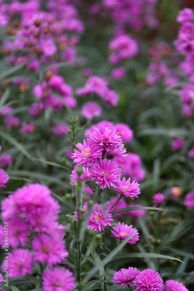 Asters are daisy-like perennials with starry-shaped flower heads. Asters are daisy-like perennials with starry-shaped flower heads.
