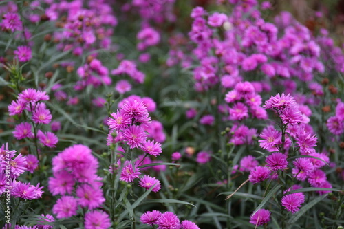 Asters are daisy-like perennials with starry-shaped flower heads. © saobaka