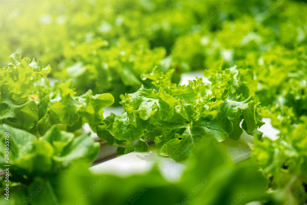 Organic green and red oak lettuce vegetable plant Organic green and red oak lettuce vegetable plant