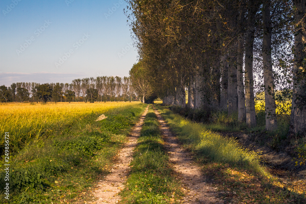 Naklejka premium Campagne e risaie del pavese (Lombardia)