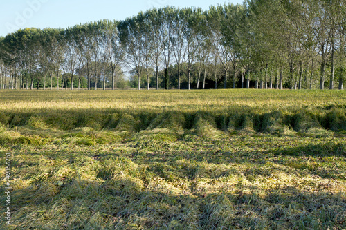 Campagne e risaie del pavese (Lombardia) photo