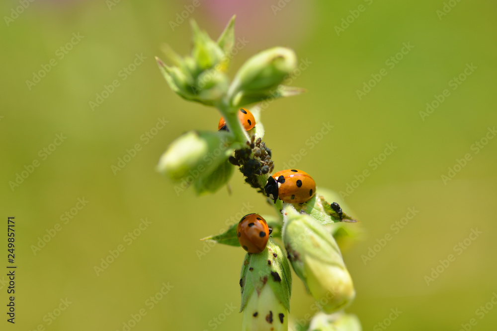 Marienk fer Und Blattl use Stock Foto Adobe Stock marienk-fer-und-blattl-use-stock-foto-adobe-stock
