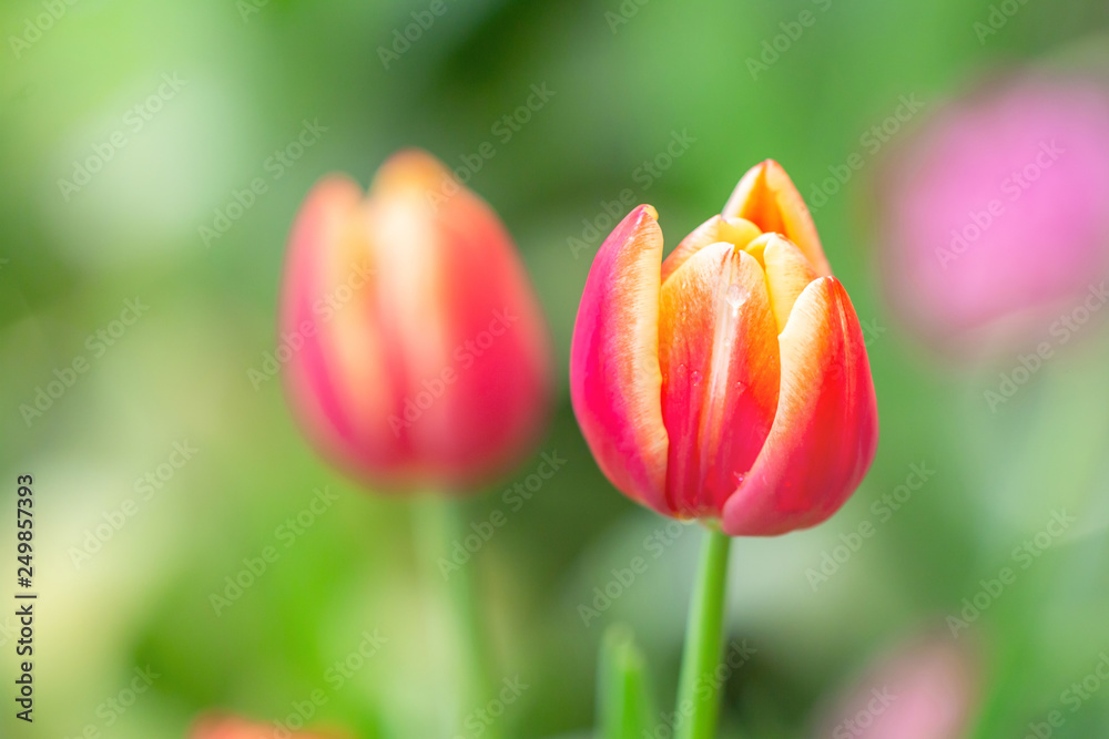 Close-up of Beautiful Red tulips with flowerbed nature background. Close-up of Beautiful Red tulips with flowerbed nature background.