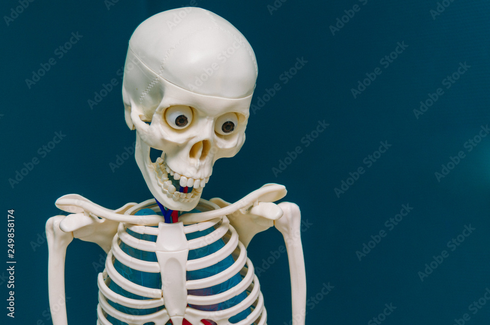 Model of the skeleton of a child, against a turquoise wall. Study of anatomy. The structure of man.