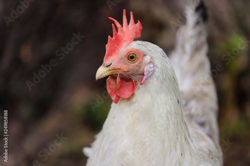 Portrait of white-greiy hen on the farm