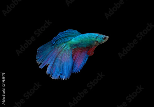 Clipping path, Colorful siamese fighting fish, Betta