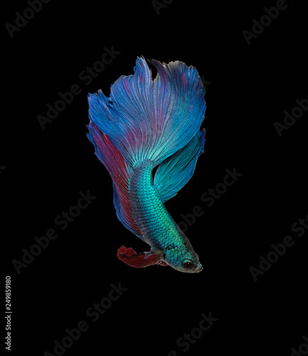Clipping path, Colorful siamese fighting fish, Betta