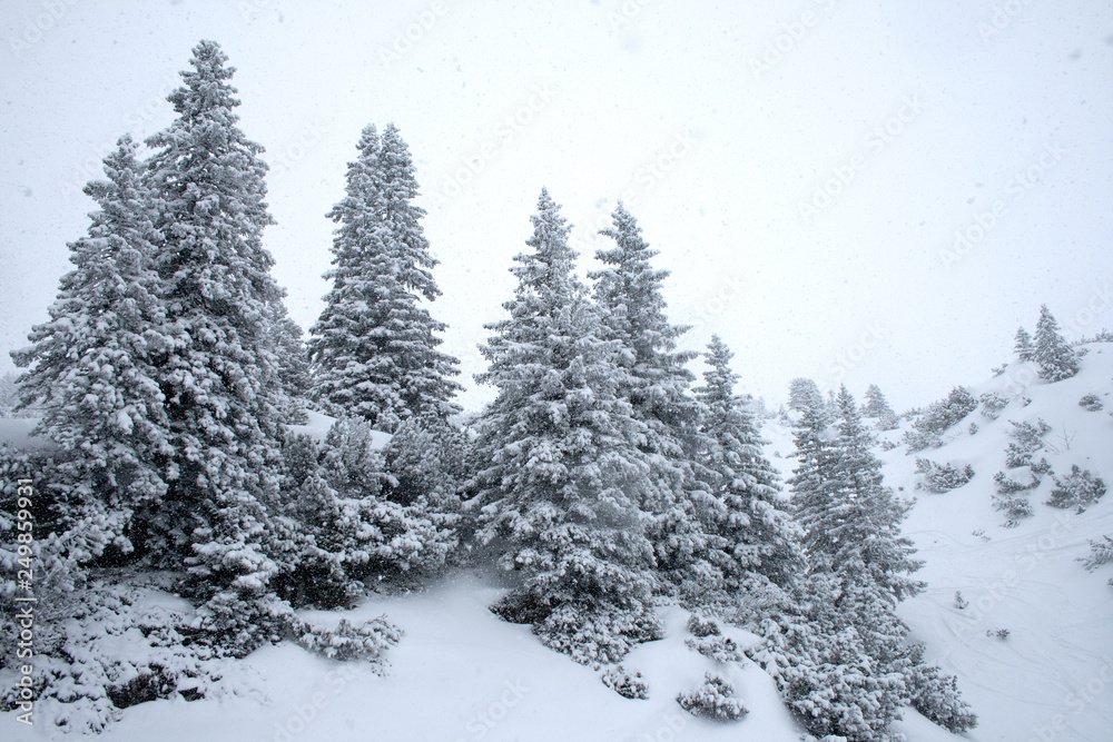 Snow covered trees in the Austrian Alps