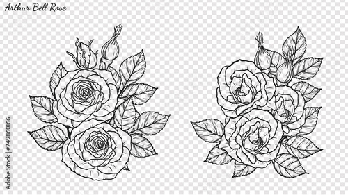 Rose ornament vector by hand drawing.Beautiful flower on transparent background.Arthur Bell rose vector art highly detailed in line art style.Flower tattoo for paint or pattern.