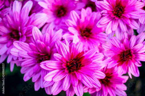 Chrysanthemum flowers . Bouquet of pink flowers . 