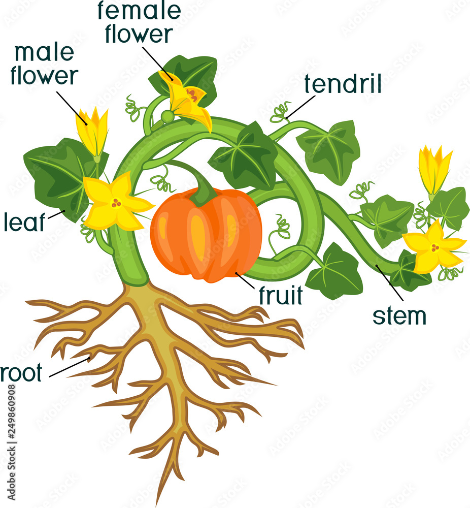 Parts of plant. Morphology of pumpkin plant with fruit, green leaves