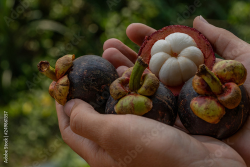 woman's hands holding ripe mangosteens whole and peeled fruits against green bokeh background
