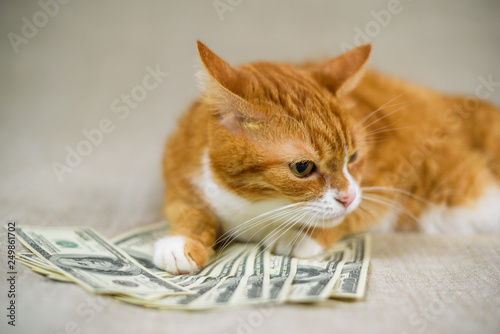 Portrait of a domestic cat with a bunch of hundred dollar bills.