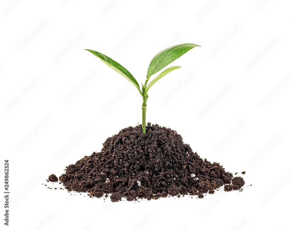 Plant of citrus tree growing from soil, white background. Plant of citrus tree growing from soil, white background.