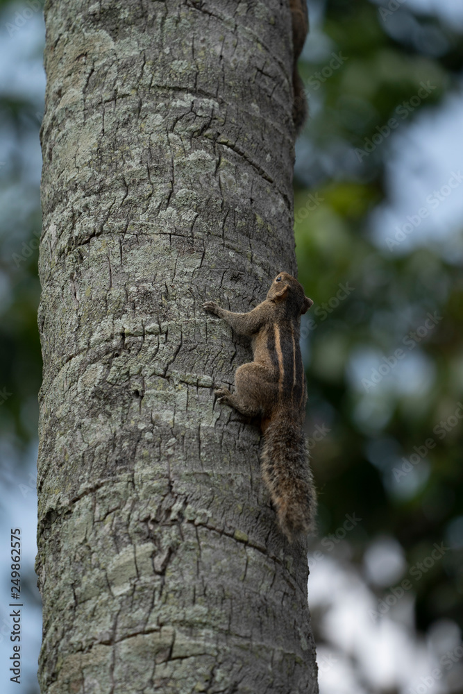 Obraz premium squirrel on tree