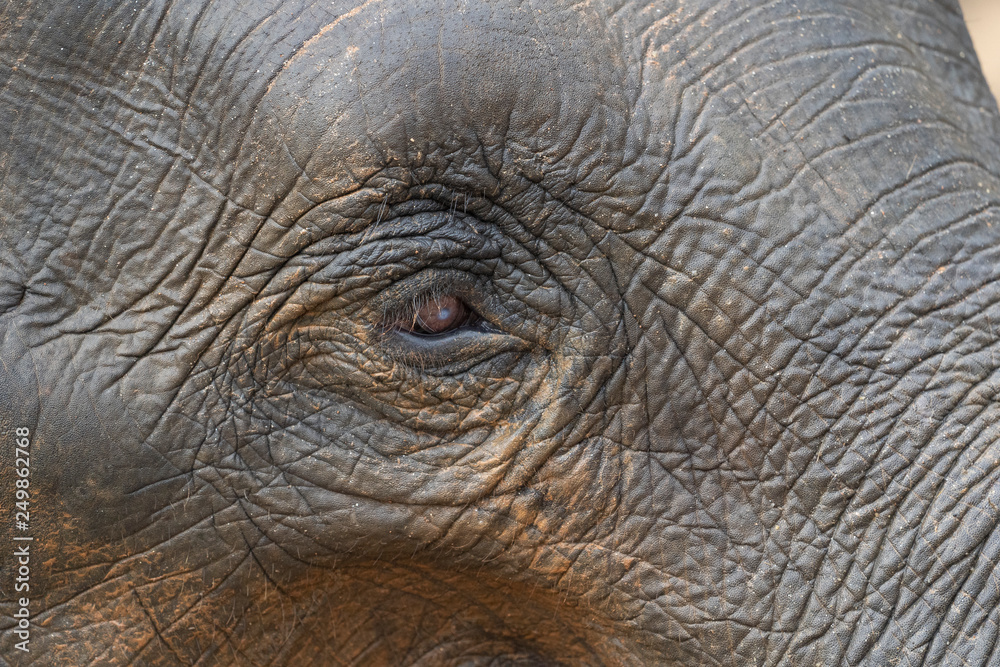 Fototapeta premium closeup of an elephant