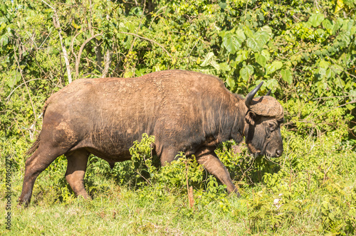 Buffalo in the forest of Aberdare Park