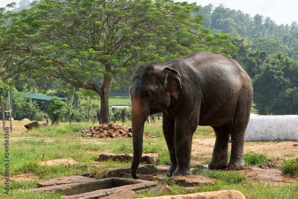 Fototapeta premium elephant