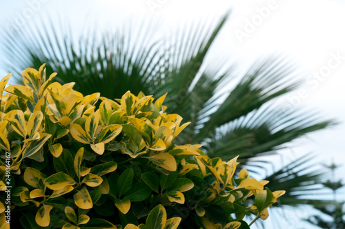 Plant Ligustrum ovalifolium Aureum
