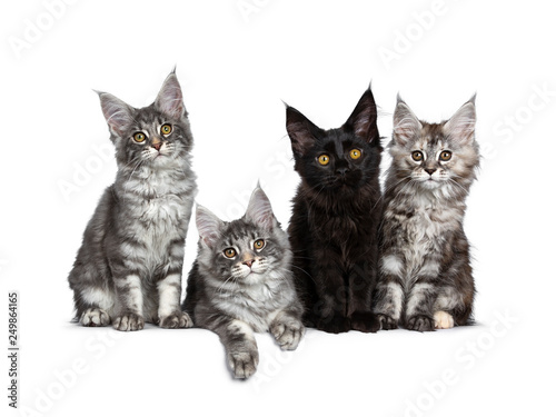 Fototapeta Naklejka Na Ścianę i Meble -  Four cute Maine Coon cat kittens sitting / laying in a perfect row. All looking at camera, isolated on a white background.