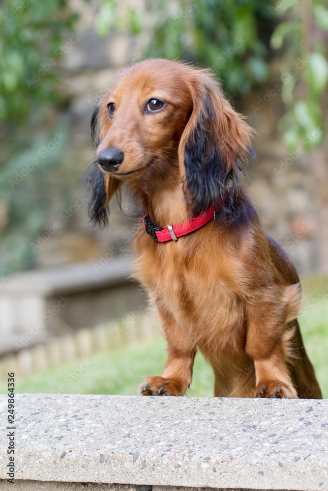 beautiful little dachshund in the garden