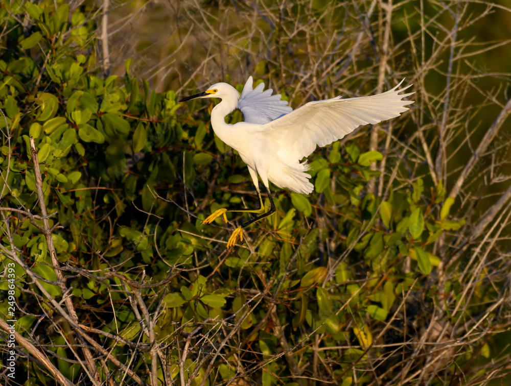 Obraz premium Snowy Egret Landing in Mangroves