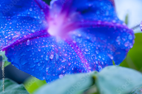 Fototapeta Naklejka Na Ścianę i Meble -  Purple Ipomoea flower