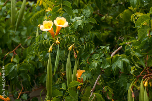 Tekoma, drevvidnaya liana with yellow flowers and bottoms