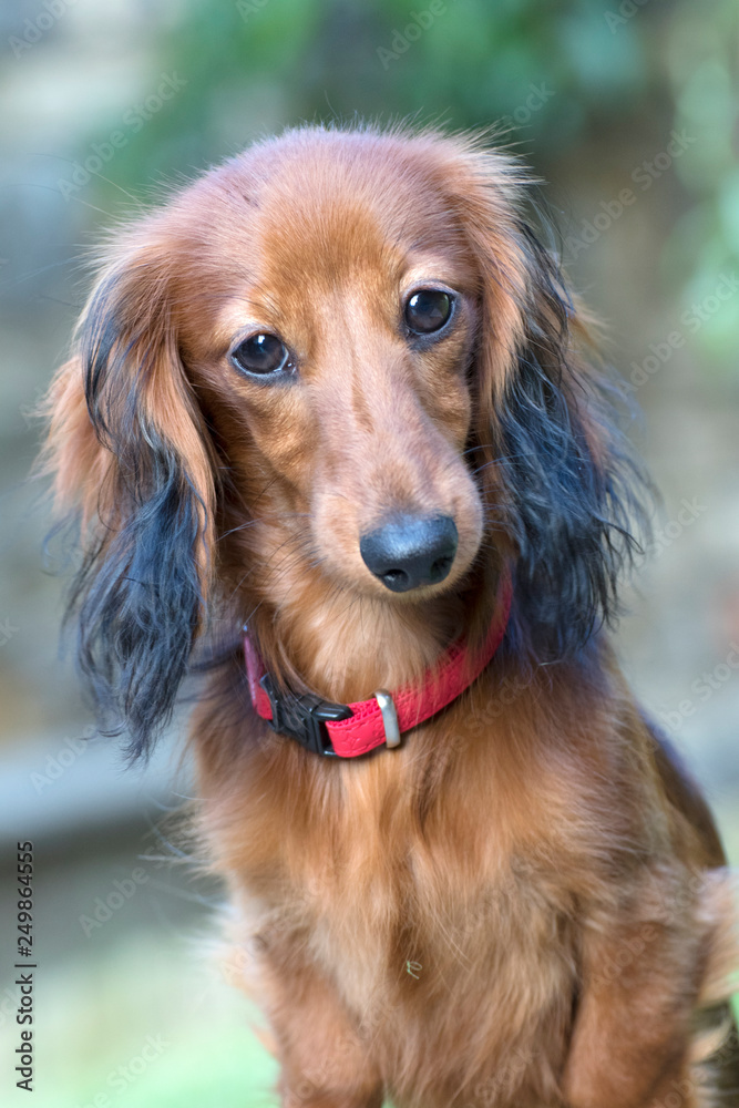 beautiful little dachshund in the garden